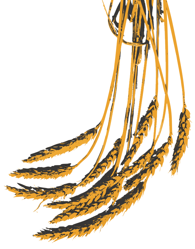 Hand-drawn bundle of golden wheat